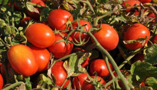 Pomodoro da industria: depositati 131 contratti al Nord Italia