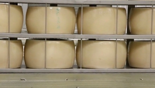 Torna a crescere il Parmigiano Reggiano