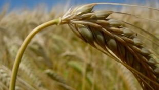 Cereali e dintorni. Ampie oscillazioni ma verso il segno positivo