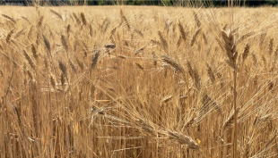 “Cereali e dintorni”. Mercati condizionati dal crollo delle borse finanziarie