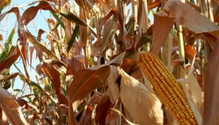 Cereali e dintorni. Mercati nervosi e i fondi vanno all&#039;incasso