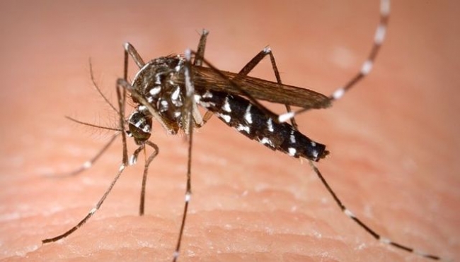 Virus Zika: un caso a Correggio e uno a Modena