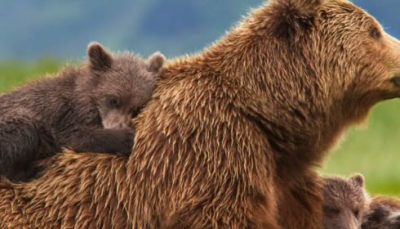 Trentino: Una condanna a morte senza appello per l’orso