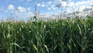 Cereali e dintorni. Noli sotto pressione