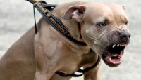 Pittbull “scappa di casa” e aggredisce due condomini