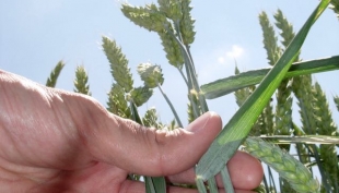 Cereali. L&#039;impennata dei proteici e i timori di ondate di caldo a partire da luglio