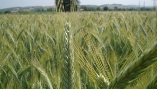 Cereali e dintorni. Mercati in altalena