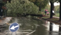 Un albero caduto a Parma, in via Varese