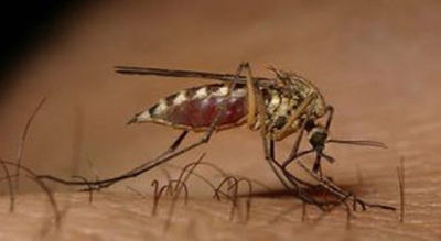 Zanzara Culex
