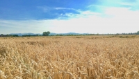 Cerealicolo e titolo di studio in Agraria: ecco l&#039;identikit dell&#039;agricoltore 4.0