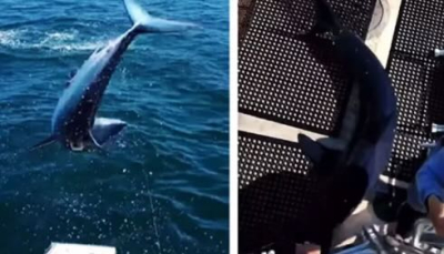 Squalo salta sulla barca dei pescatori creando panico tra gli amici – VIDEO