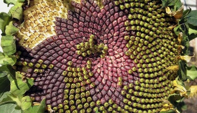 Fibonacci e la matematica della natura