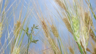 Cereali e dintorni. Mercati ancora volatili. Oggi gli attesi dati USDA.