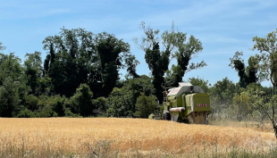 “Cereali e dintorni”. In partenza il rally rialzista.