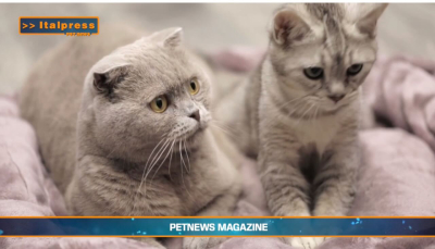 PetNews Magazine. - Due gatti in casa? Ecco i consigli (video)