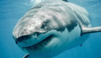 Ragazzo di Parma attaccato da uno squalo