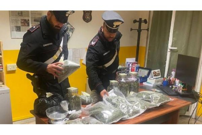 Tre chili di droga e una piantagione di marijuana, arrestato 42 enne a Toano