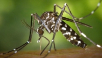 Ausl Pc - Zanzare e coronavirus, le rassicurazioni dell'esperto
