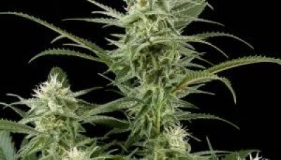 Semi di cannabis: quali sono gli usi consentiti