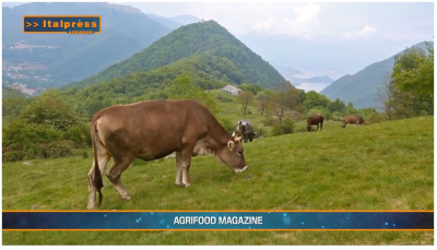 TG AGRIFOOD del 22 gennaio 2025 - Sigep punto di riferimento per il food service internazionale.  (Video)