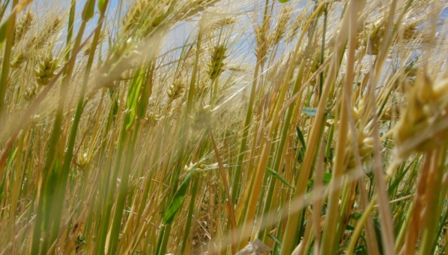 Cereali, produzioni in leggero aumento. Migliora l&#039;indice di fiducia