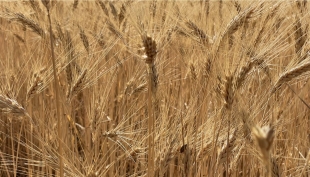 Cereali e dintorni. Con l’USDA un nuovo terremoto 