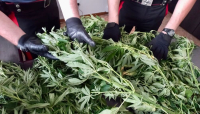 Coltiva marijuana nel campo del vicino, denunciato 58enne