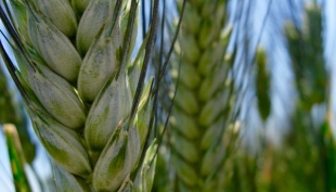 Cereali, all&#039;insegna della staticità.