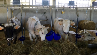 Agricoltura: la zootecnia da latte protagonista del piano nazionale di ripresa e resilienza
