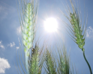 Prezzi Agricoli ISMEA: +11,1% prezzi agricoli su base annua.