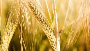 Informatore Agrario. Crolla in Italia la produzione di grano duro (-30%)