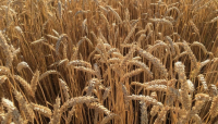 “Cereali e dintorni”: non c’è pace per le materie prime