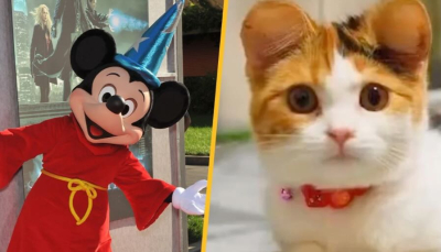 Cina - Cani e gatti sottoposti a dolorose procedure per avere orecchie da topolino dei cartoni animati.