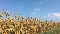 Cereali e dintorni. Sotto stress continuo da tre anni