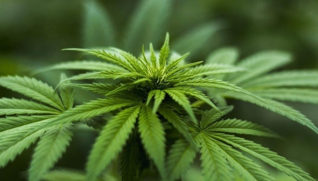 Cannabis light, il tribunale del riesame ha confermato la tesi della Procura di Parma