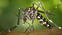 Piacenza. Aggiornamento sul Caso Dengue