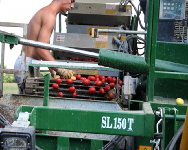 Pomodoro, si tirano le somme della campagna del nord Italia