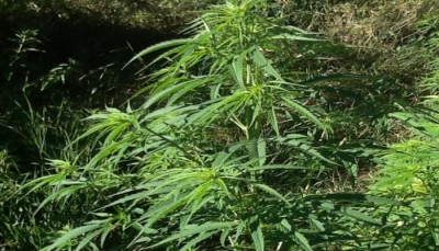 Reggio Emilia - La Polizia municipale trova 37 piante di marijuana nel campo nomadi