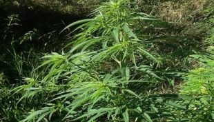 Reggio Emilia - La Polizia municipale trova 37 piante di marijuana nel campo nomadi