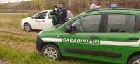 I controlli congiunti di Carabinieri Forestali ed Arpae portano alla luce uno sversamento di liquami zootecnici nel Canale Galasso