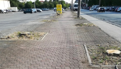  abbattimenti di alberi a Parma in viale della Villetta