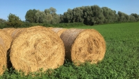 Lattiero caseario. Latte intero e scremato estero in crescita, crema e panna in positivo