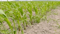 Mais OGM, la mozione di Barbati (IDV) in Regione Emilia Romagna