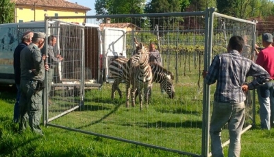 Reggio Emilia - La Polizia provinciale recupera due zebre