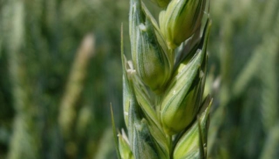 A sorpresa grano e orzo battono la siccità