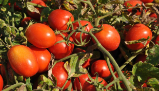 Pomodoro da industria: ingiustificata la rigidità della parte industriale