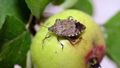 Agricoltura, Alleanza cooperative chiede un tavolo interministeriale di crisi per la cimice asiatica