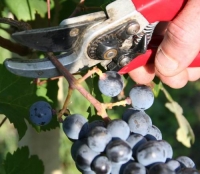 Vino, finita la vendemmia con qualche soddisfazione