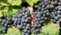 NO alla riduzione indiscriminata delle rese massime per i vini generici. 