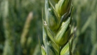 Pala Meccanica in azienda agricola con Biogas